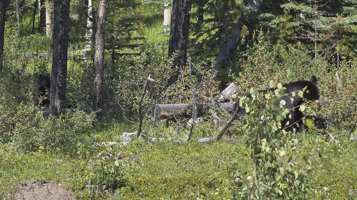 Made a new friend today. 
Notice the curious cub, one of a few we saw, looking on from behind a nearby tree.