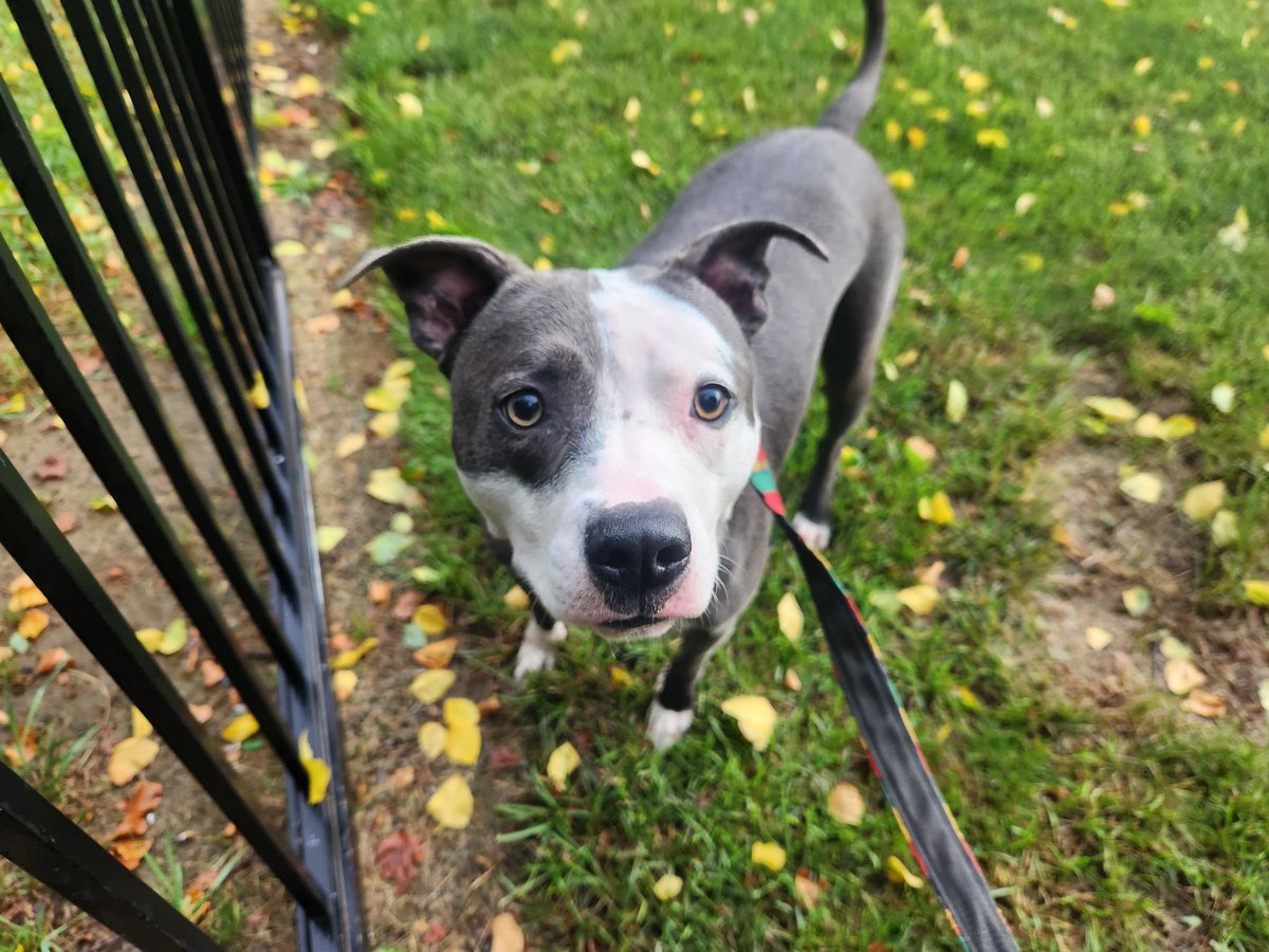Successfully reunited this lost dog with its owner!!!