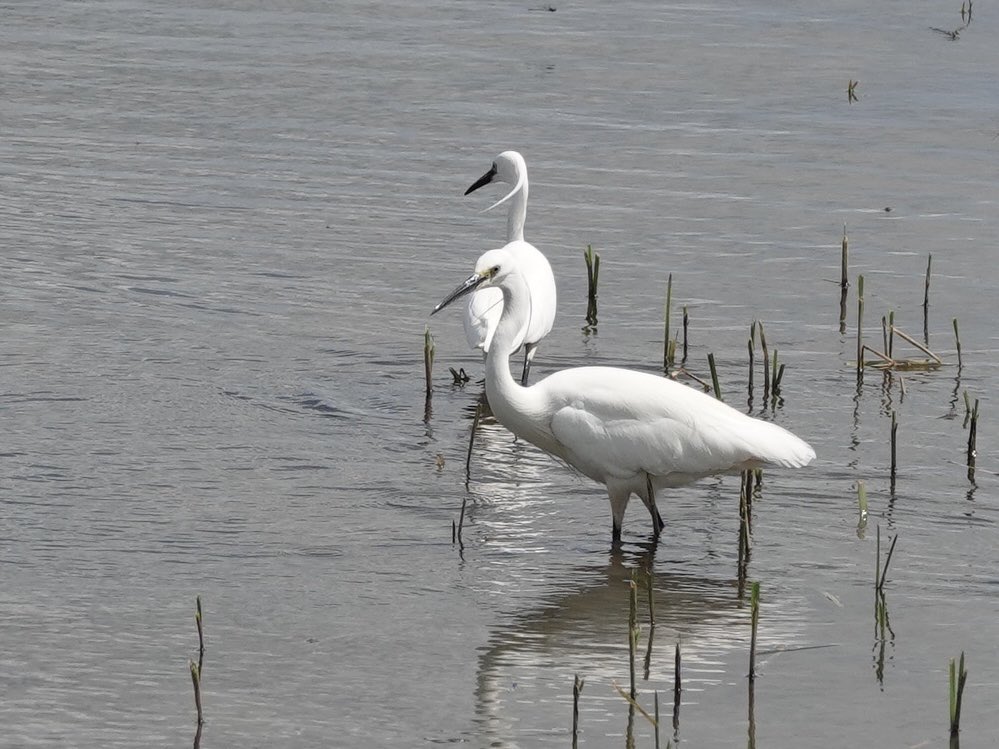 #TwosDay Little Egrets