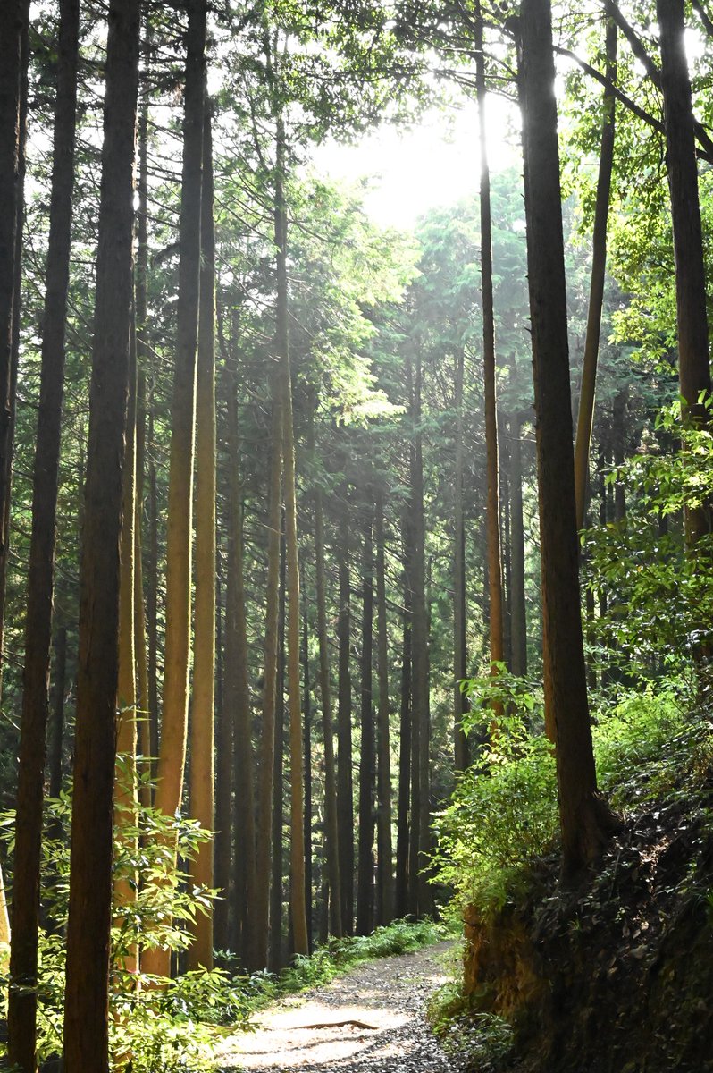 割といい感じに撮れた。
関東区スギ人工林🌲

#森林　#スギ林