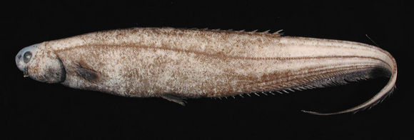 Deep Sea Daily tweet media