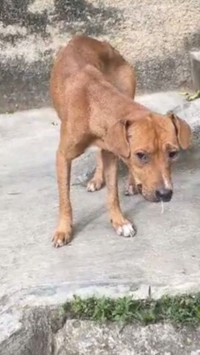 JcSabal's tweet photo. @Def_LasAcacias Máxima difusión perrita abandonada por su dueña se encuentra muy enferma y desnutrida por el sector de mecedores. No la abandonemos. Hay transporte. 0412 7304730 https://t.co/Mk9hVreUqY
