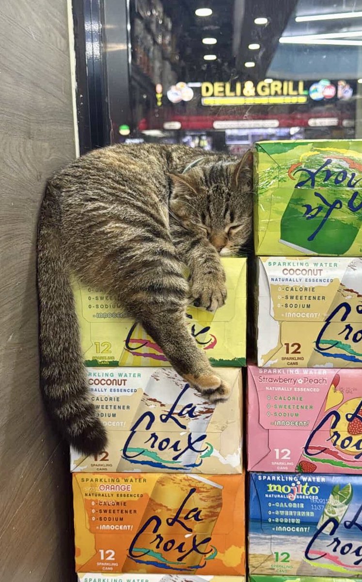 Bodega Cats (@bodegacats_) on Twitter photo  Bodega Cats (@bodegacats_) on Twitter photo