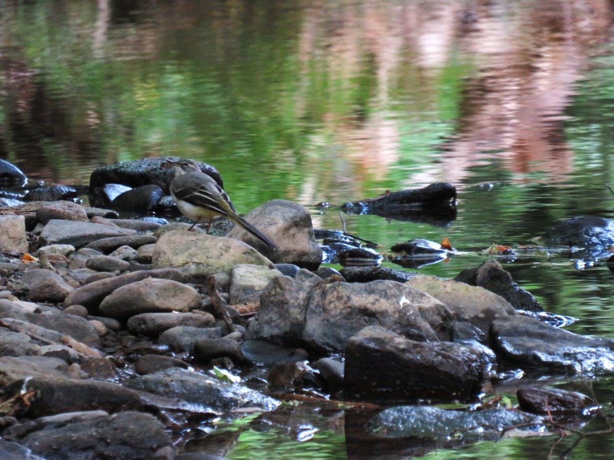 MatthewShute's tweet image. A sprightly singer skips and sips,
skirts some slick stones but seldom slips
A stream, serene in sunshine, shifts,
shimmers steadily, soft but swift
#WaterWednesday
🧡 💚 🦤 🩶