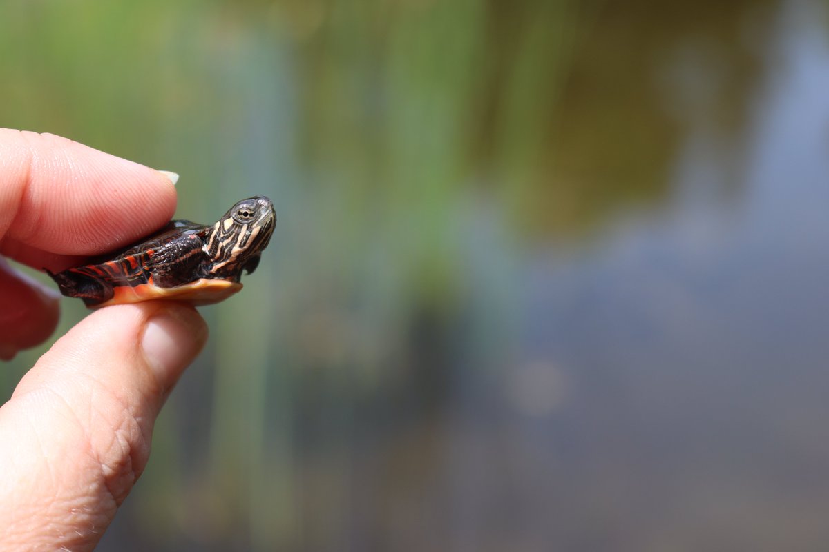 Little guy was napping at the edge of the pond.  Be careful out there, you may be belligerent, but you're still snack sized.