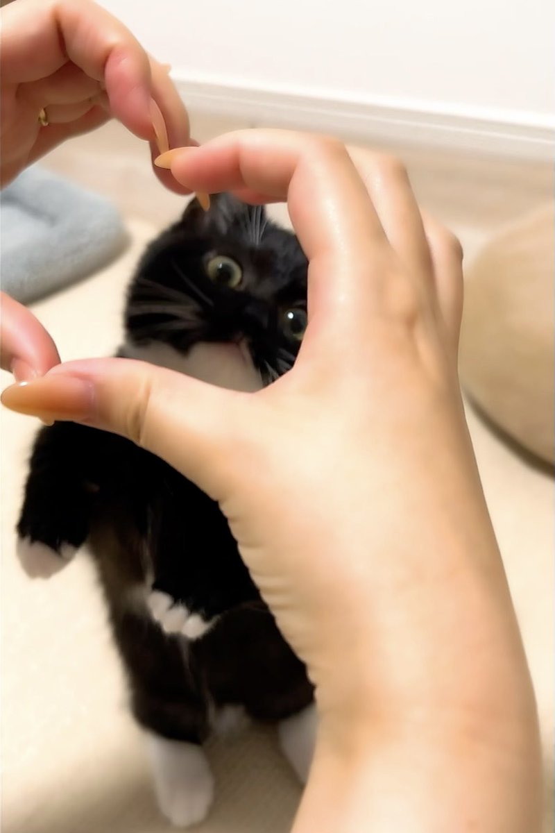 マスコット感🧸