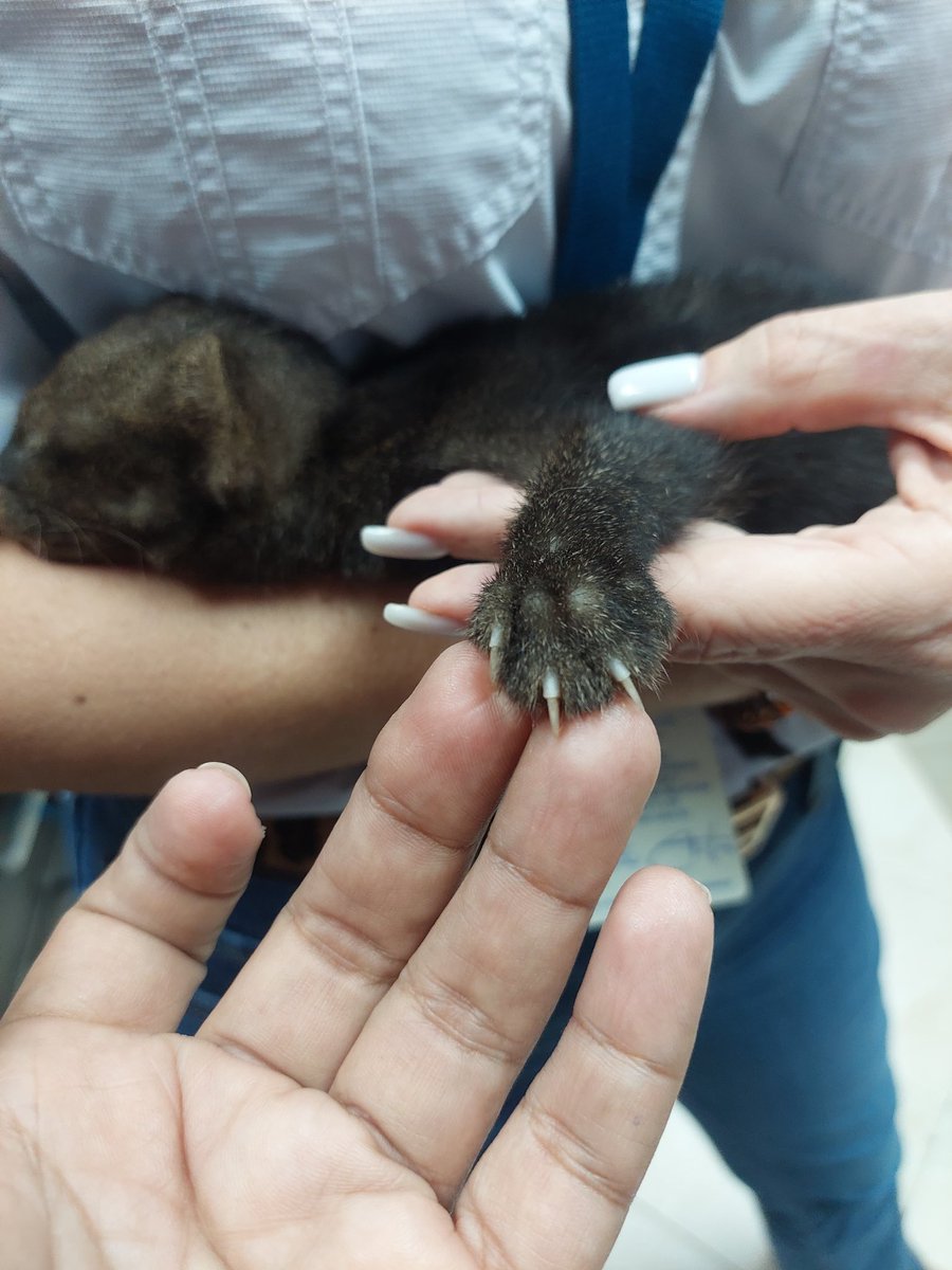 📍Veraguas | Atendimos el rescate de una cría de yaguarundí (Herpailurus yagouaroundi) en estado crítico, entregada por un morador de la comunidad de Los Boquerones.
El ejemplar fue trasladado a la Clínica Veterinaria para recibir atención especializada y asegurar su recuperación