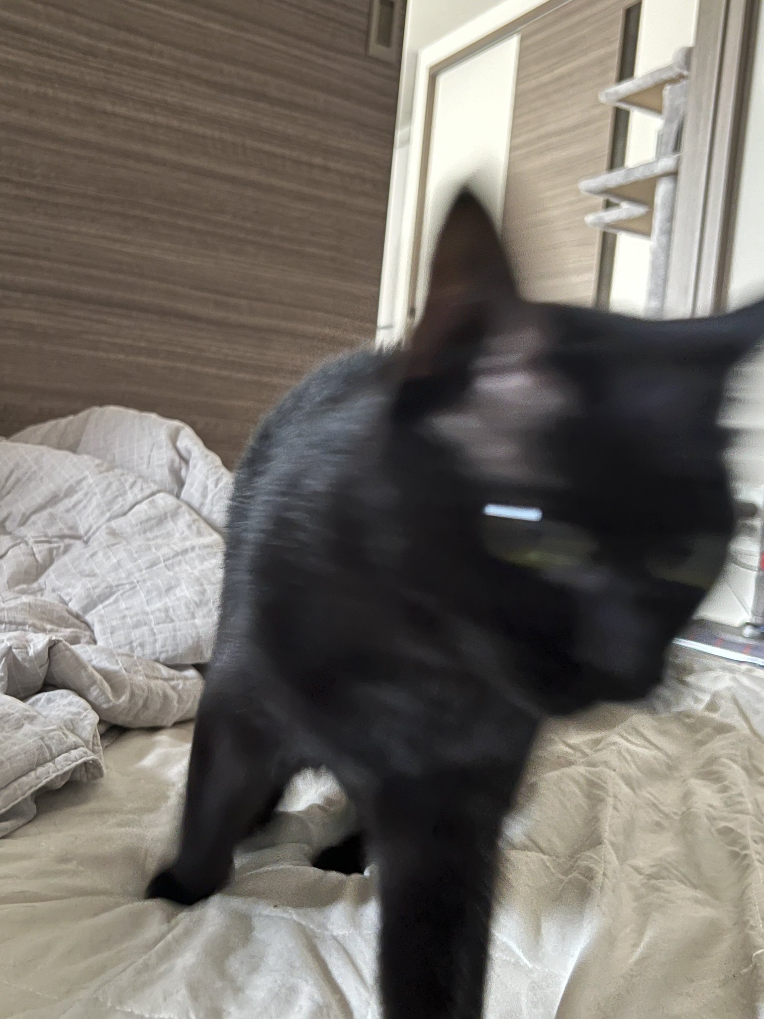 ジャンハオ スローガン 黒猫 𝐨𝐜𝐡𝐚𝐥𝐢𝐬𝐭∞ | ∞ ✳︎ ✳︎ レアな黒猫が集結