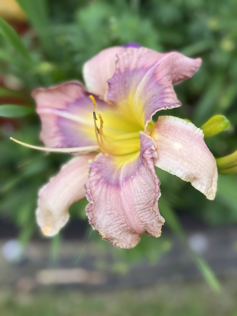Mildred Mitchell Daylily