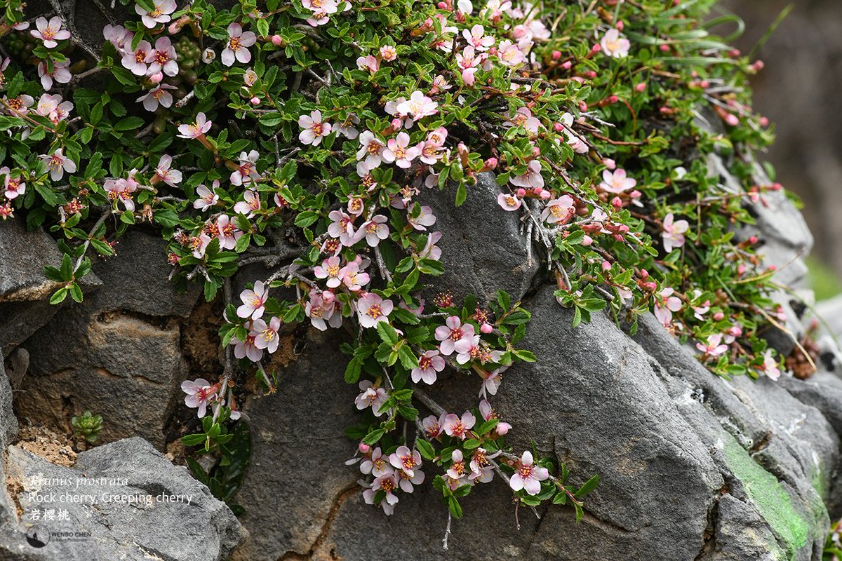 Wenbo77's tweet image. Rock cherry or creeping cherry (Prunus prostrata) of the White Mountain, Crete, 2000m.
#floraofgreece #prunus #whitemountain #希腊植物 #岩樱桃