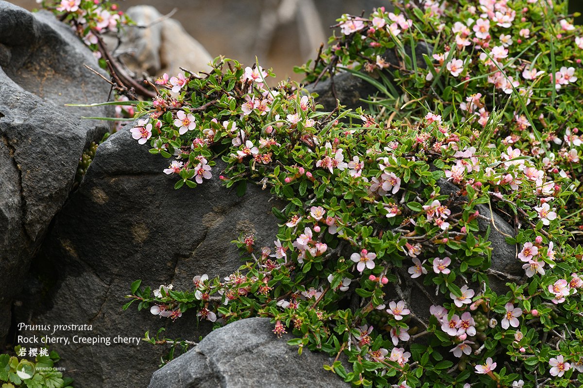 Wenbo77's tweet image. Rock cherry or creeping cherry (Prunus prostrata) of the White Mountain, Crete, 2000m.
#floraofgreece #prunus #whitemountain #希腊植物 #岩樱桃