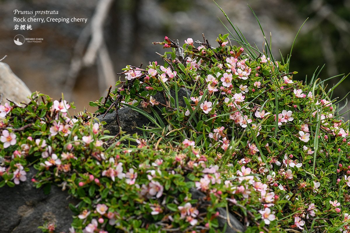Wenbo77's tweet image. Rock cherry or creeping cherry (Prunus prostrata) of the White Mountain, Crete, 2000m.
#floraofgreece #prunus #whitemountain #希腊植物 #岩樱桃