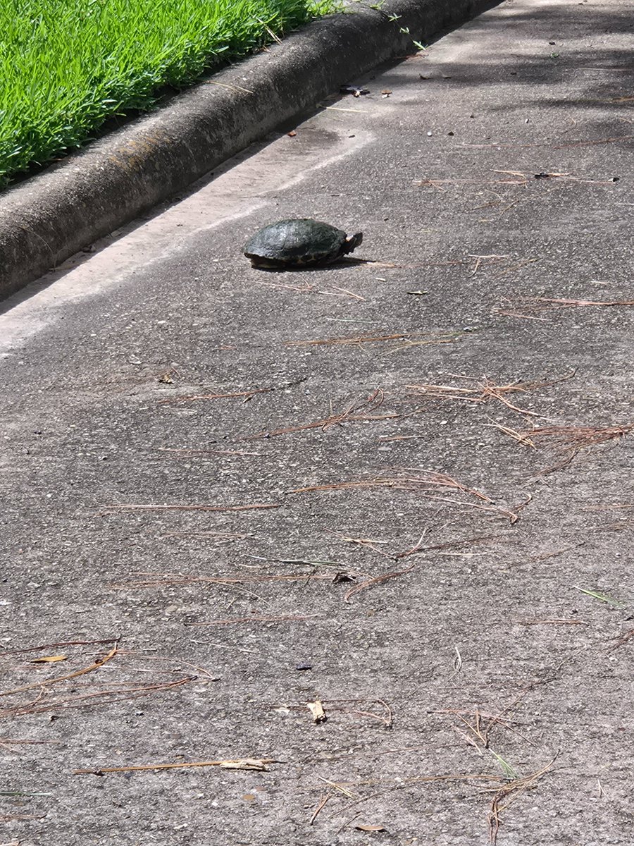 You never know what you will find on your walks. 🙂