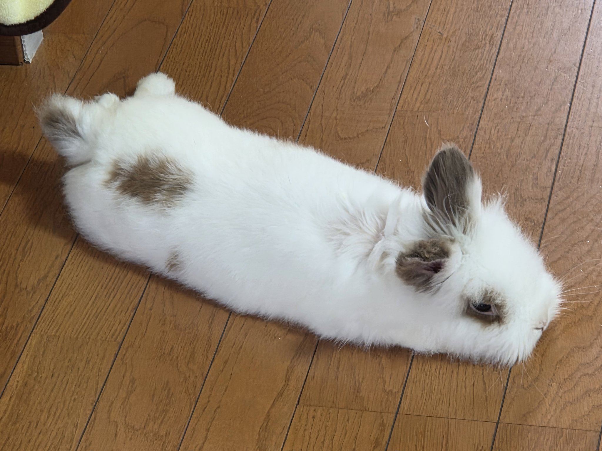 もも※。.:*:・'°☆ on X: 