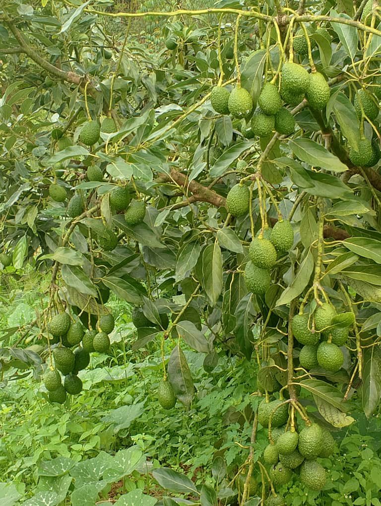 Ruvusha_Israel's tweet image. #HassAvocadoProject
Première production d'avocats Hass à Nyagenzi, au Sud-Kivu, en RDC. Cette production est réalisée en collaboration avec de petits agriculteurs. @JKanyoni @Mabouba_Diagne_ @Cetene_ @AmisiMusombwa2 @CollinsNgetich @KapasaMaitre @fidele_kitsa