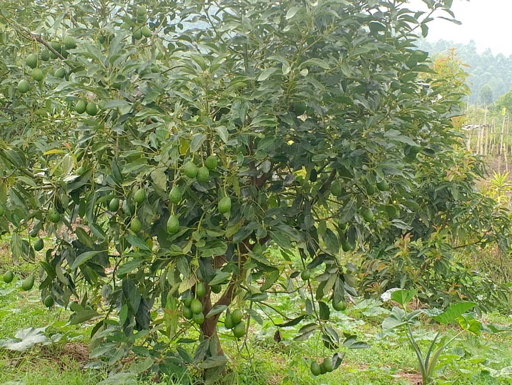 Ruvusha_Israel's tweet image. #HassAvocadoProject
Première production d'avocats Hass à Nyagenzi, au Sud-Kivu, en RDC. Cette production est réalisée en collaboration avec de petits agriculteurs. @JKanyoni @Mabouba_Diagne_ @Cetene_ @AmisiMusombwa2 @CollinsNgetich @KapasaMaitre @fidele_kitsa