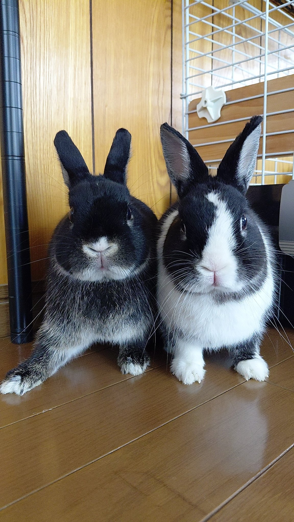 こはく&こちゃ on X: 