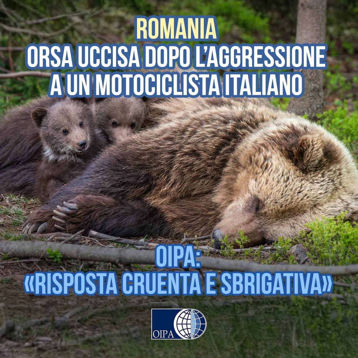 …. Il cemento ha invaso il loro regno ….le strade passano attraverso la loro casa…. Un uomo si avvicina ai cuccioli di un orsa e poi lei paga….. noooooo siamo noi che non abbiamo rispettato la natura non loro