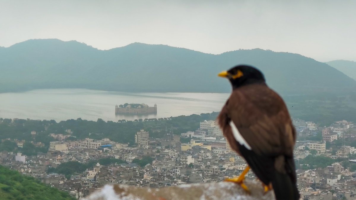 iamnilesh_13's tweet image. People told me Jaipur is overrated and Udaipur is the real royal deal and what not. But after exploring Amber Fort,  Nahargarh, Jal Mahal, City Palace, Jantar Mantar, Hawa Mahal, Albert Hall and many more places, I must say Jaipur’s heritage exceeded my expectations!