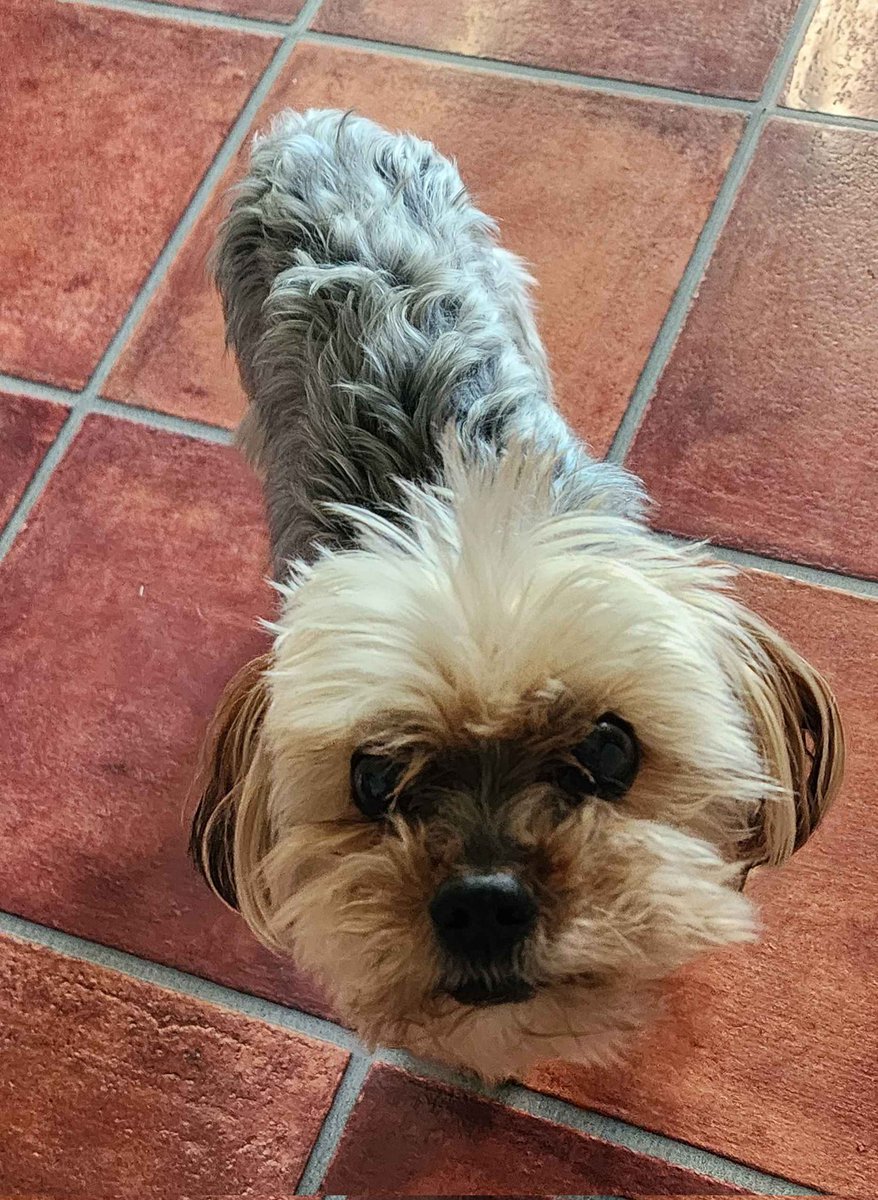 AresRage_'s tweet photo. Today just sucks. I got a message my dog had to be put to sleep. He was my little buddy and he is now gone. Couldn't say goodbye or anything cause I was at work. It hurts a lot knowing he is gone. You were the best dog and I'm gonna miss him so much. https://t.co/A6Bi4XZ4wb