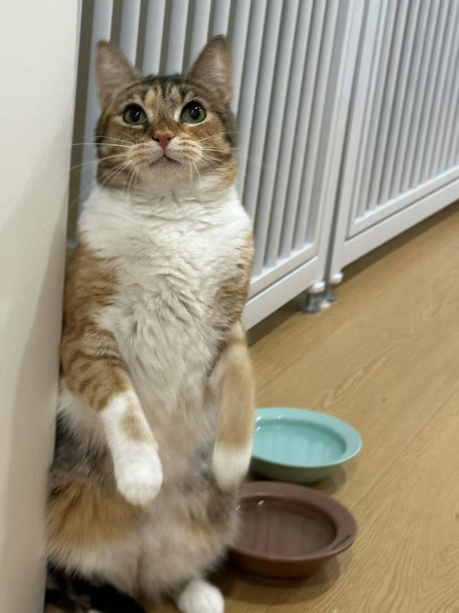 不吃豆的豆 tweet media