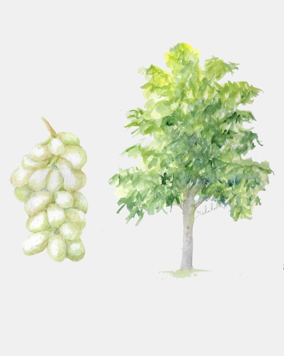 The Champak tree, a native of India, supports countless bird and insect species. Its stunning golden, fragrant blossoms are not only a visual delight, but are also treasured in the perfume industry. 

#treesofindia #nativetrees #botanicalart