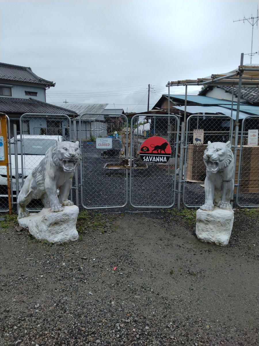 kajix2020's tweet photo. 2025/6/11
#メダカ屋サバンナ 様に訪問させていただきました🤩

当日たまたまライン販売されたタイミングの
#サボテンフルラメ

#強青ラメ で累代されている #サファイア
#ミジンコ
を購入させていただきました🥳

サバンナさん、社長はじめ従業員の皆さん、本当にありがとうございました🙇 https://t.co/c8id77Xj47