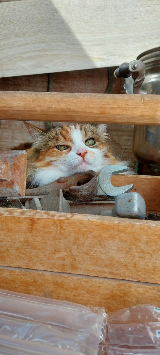 Уработалась, бедняга