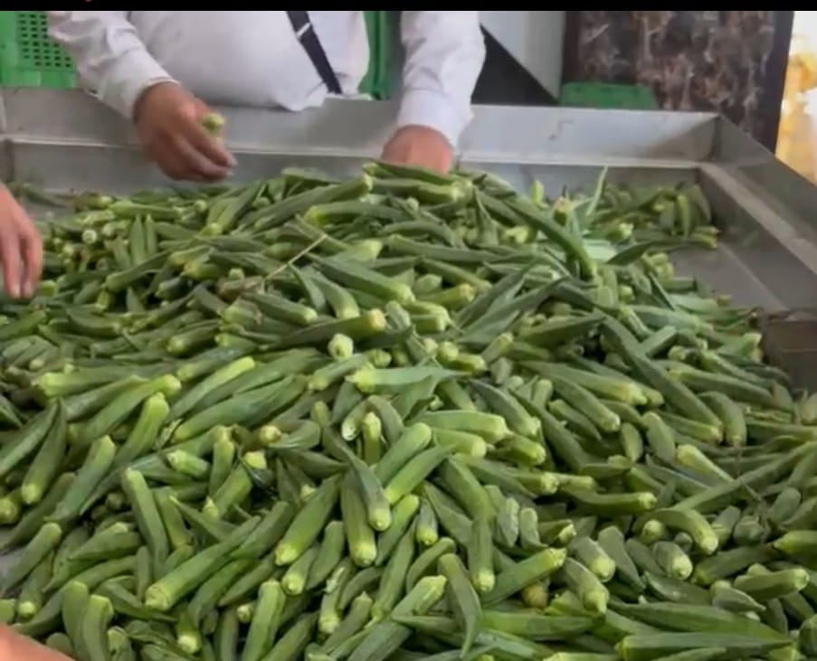 Fresh, green, and straight from the farm – HFN Okra

Leave No Farmer Behind #HFN