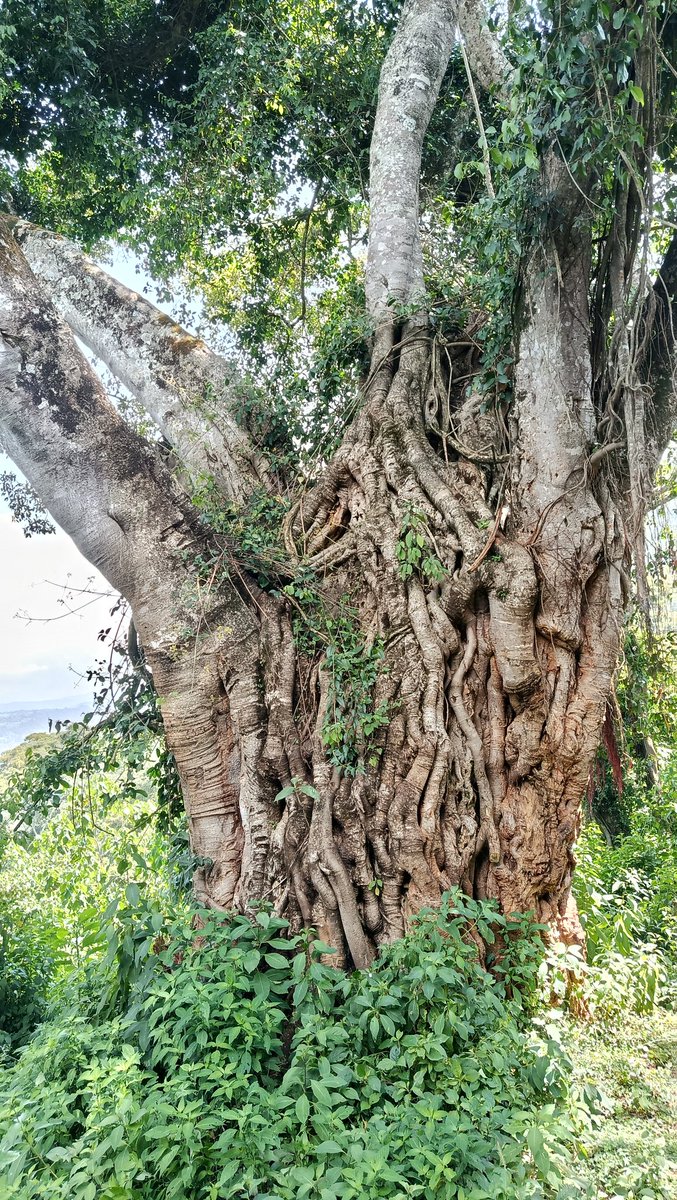 thedustyfellow's tweet image. This Saturday, we will be exploring Nyeri's highest point; Githuuri Hill.
Hikers and adventurers, have you wondered where to hike in Nyeri?
This is it.
River Chania, 200yo Mugumo Tree and bird watching are highlights of this hike.
Easy-moderate trail. #JoinUs
