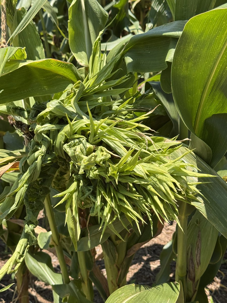 Ed Sikora (@alabamaed) on Twitter photo CRAZY TOP is a corn disease caused by an Oomycete pathogen. Symptoms include tillering & twisting of upper leaves. The tassel resembles a mass of leafy structures giving it a bushy appearance. Crazy top is more common in fields that are flooded early in the season <a href="/CropNetwork/">Crop Protection Network</a> CRAZY TOP is a corn disease caused by an Oomycete pathogen. Symptoms include tillering & twisting of upper leaves. The tassel resembles a mass of leafy structures giving it a bushy appearance. Crazy top is more common in fields that are flooded early in the season <a href="/CropNetwork/">Crop Protection Network</a>