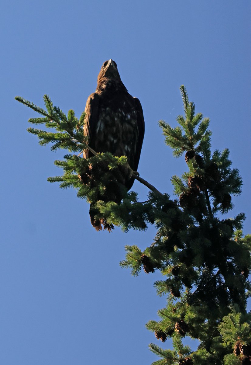 BobZellarPhoto's tweet image. Washington flowers and an eagle.