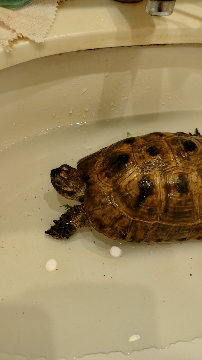 😆カメ吉くんの水浴び😆
さすが南方のカメ吉もこの暑さで参っているので水浴びさせて上げました(^^)カメ吉→最高😍😊😆😄
#カメ吉 #陸亀 #暑さでダウン #水浴び #癒し画像