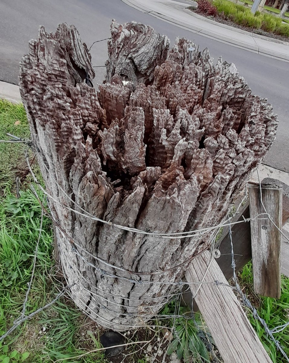 It's 2ft across.
Red Gum.
Probably been here 50 years.

A chunk of ag history soon to be disappeared in a housing subdivision, East Warrnambool.