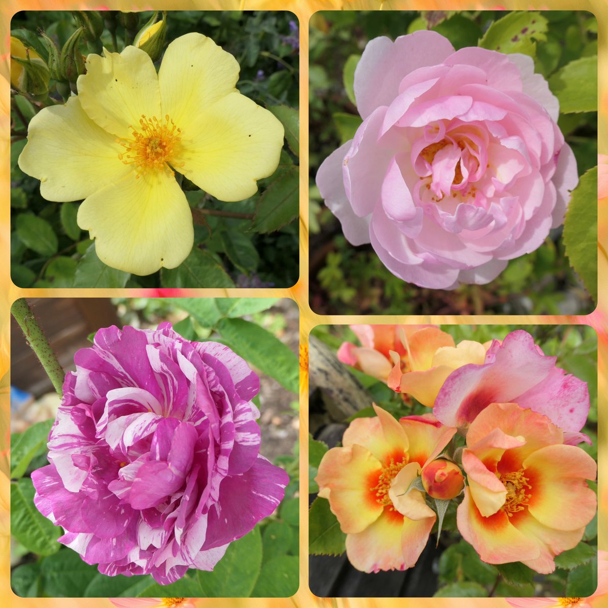 bumblebuddeez's tweet image. Happy #RoseWednesday with ‘Tottering by Gently’ ‘Scarborough Fair’, ‘Your Lovely Eyes’ and ‘Camaieux’ blooming now in our garden 🌼🩷🌸💛🌼🩷🌸💛🌼🩷🌸