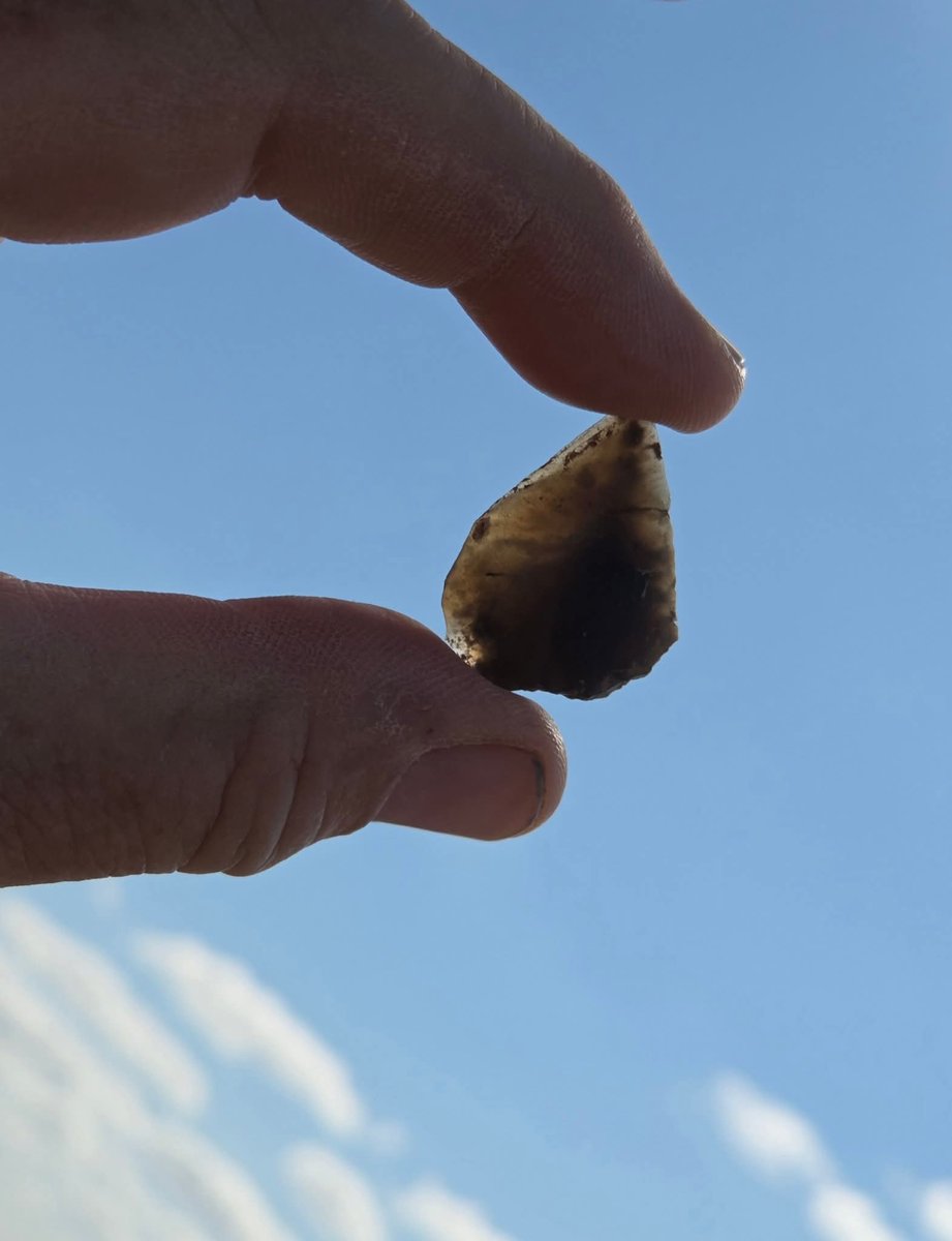 Durotrigesdig's tweet image. Asha has found a Late Neolithic flint projectile point in the lower fill of the Iron Age pit she's excavating with Alison at #Durotriges25
A gorgeous if wholly unexpected find 😍