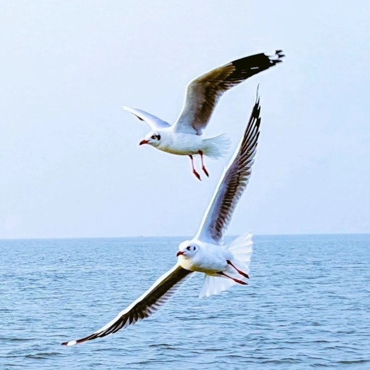 Drop your pairs for #twosday Tuesday !!

#theme_pic_India_birds