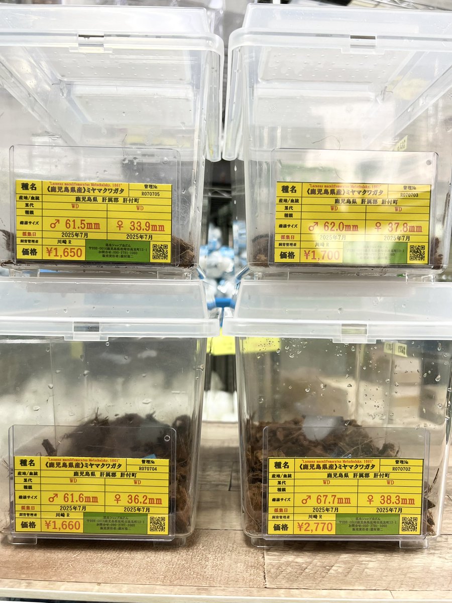 《成体新着/甲虫》

▪︎"鹿児島県肝属郡産"WD ミヤマクワガタ

♂単品も在庫有り。
宜しくお願いします。

#虫どん
#ミヤマクワガタ