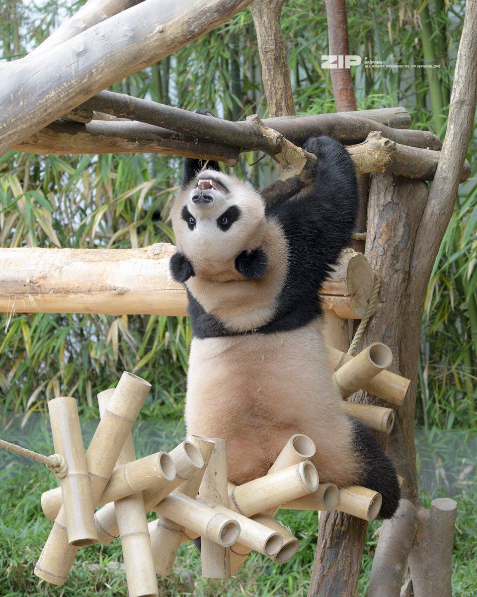 250707 이런 판다 보면 바로 하룰라라 가는 거죠
#루이바오 #RuiBao