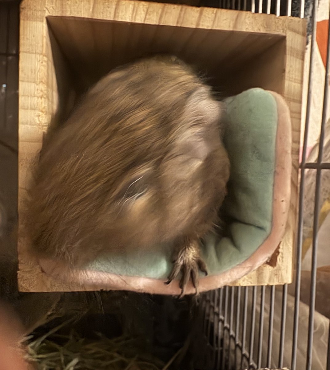 おはようございます、もなかだよ(ビュン💨