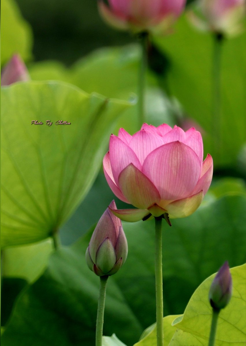 Chiffon_cake556's tweet image. おはようございます🔅🌽

大賀蓮(おおがはす)🪷𓂃古代ハス𓂃
　　　・ｲﾝﾄﾞ原産  ❀𓂃𓈒𓏸
　　　・ハス科多年生水生植物

良い一日になりますように…🫛