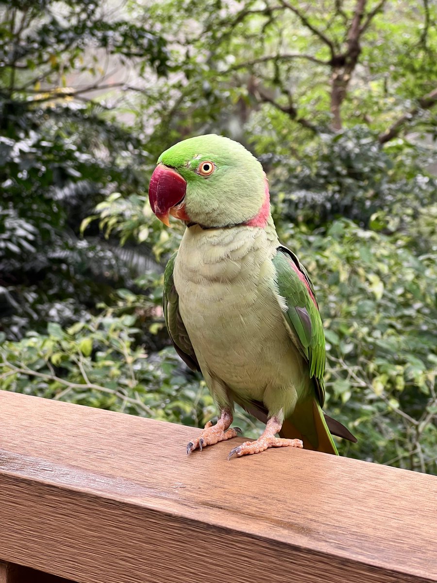 オウムは勇敢で人間を恐れません。