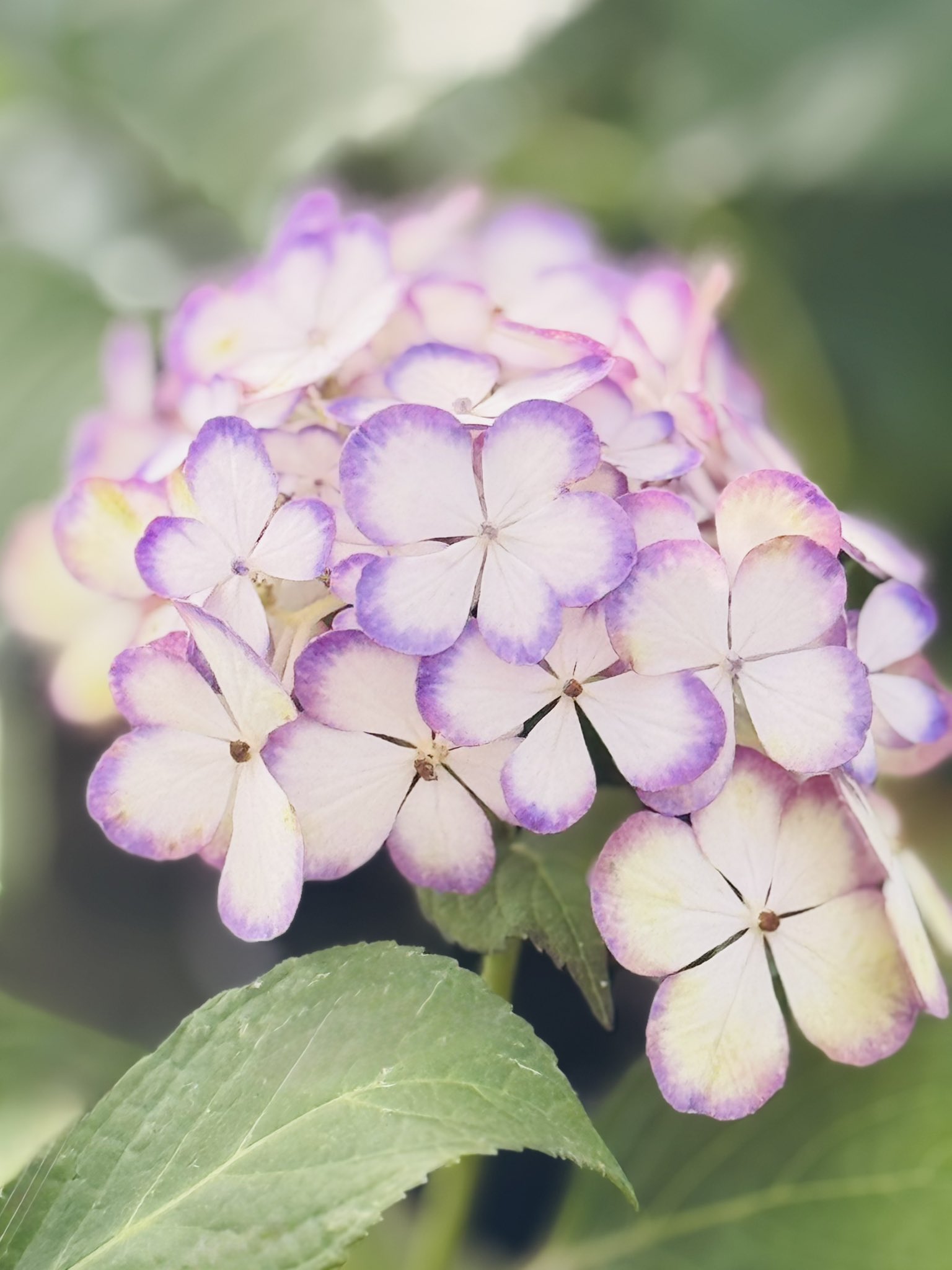 nano花様♡ありがとうございます♡ 蒼 on X: 
