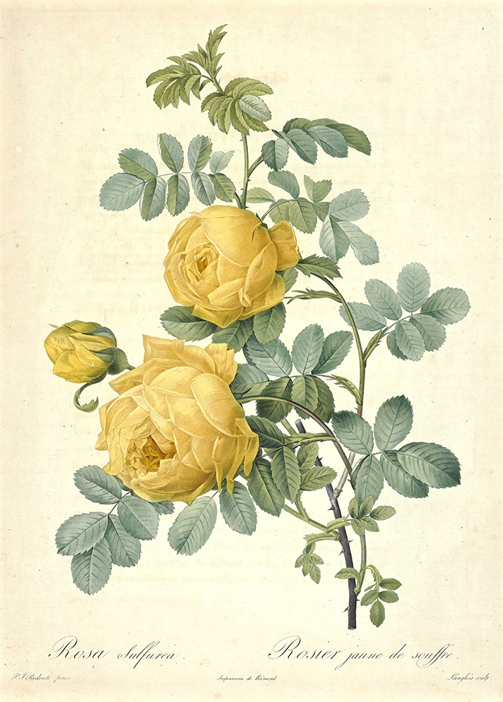 【絵画】ボタニカルアート　「ガーベラ」原画 ガーベラ | 色鉛筆画はじめました