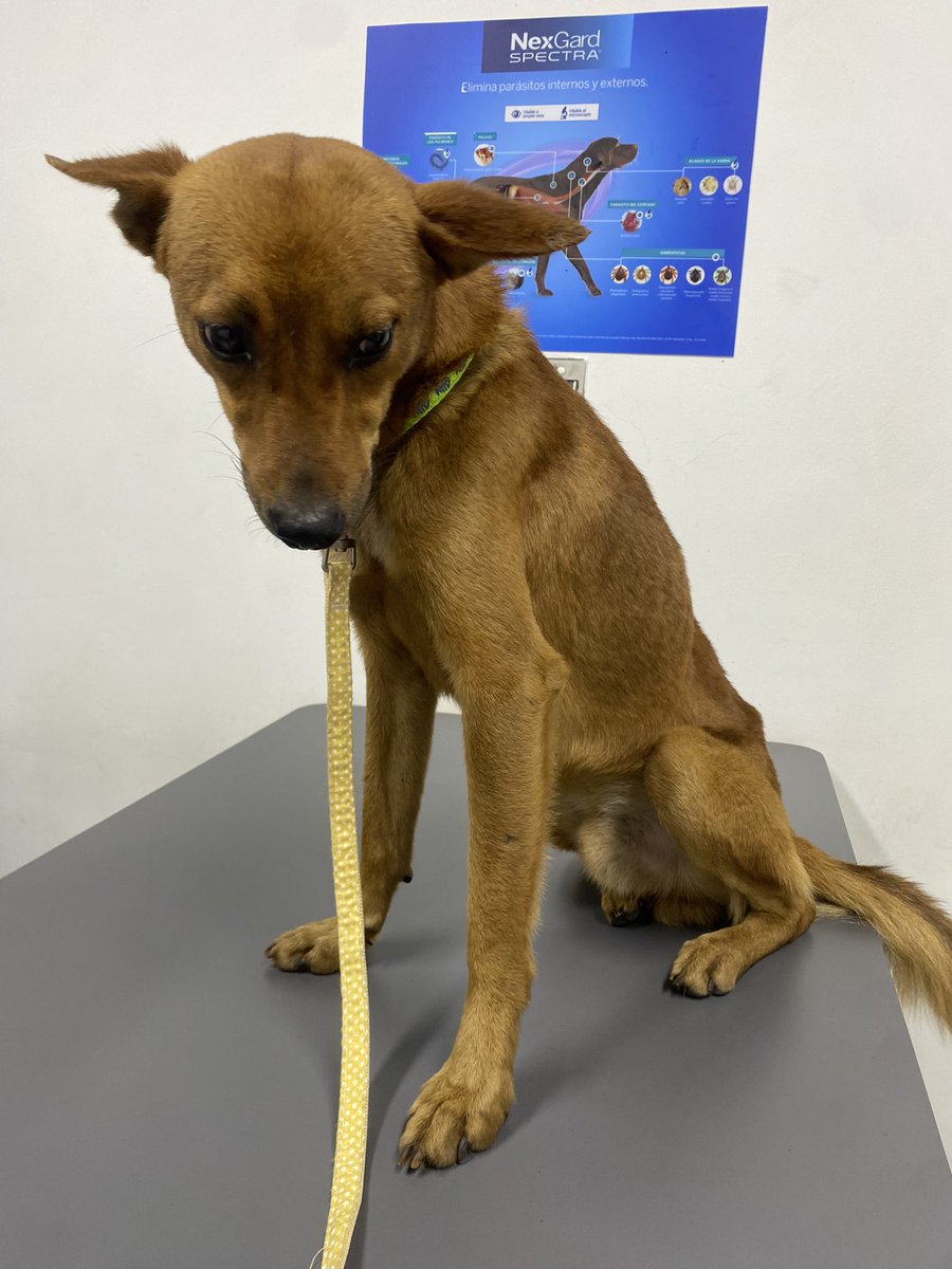 El perrito apareció!!! Le puse Duende

Ya fue al veterinario, le hicimos análisis, le dimos agua y comida y tuvo sus primeras dosis de medicinas. Ya tiene un temporal por esta semana 🐁💕
En alianza con otras rescatistas se pagaron todos sus gastos médicos 😭💕