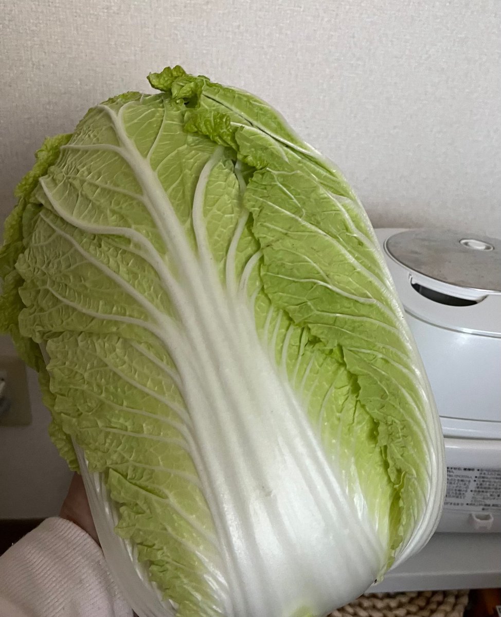 Image for the Tweet beginning: 少し前の写真ですが、近所の直売の大きな白菜が安くて美味しかったのを思い出し、、、
新鮮なお野菜が食べれるのも平和があるからだなと感じました
#わたしの平和宣言 