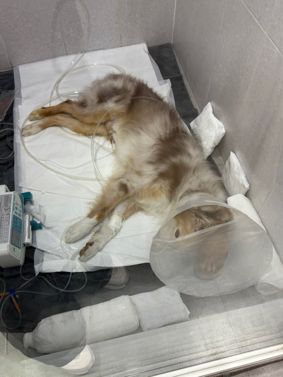 급하게 도움을 구해요 오웬이가 사경을 헤매고 있습니다
중독이나 진드기감염으로 유사한 사례가 있던 친구가 있을까요?
인중독, bun 40, alp ast 측정불가 d-dimer high, 호흡곤란, 기립불능, 잇몸색이 창백한데요
저희는 중독을 의심하고 있는데 진드기감염을 말씀주신 분이 계셔서