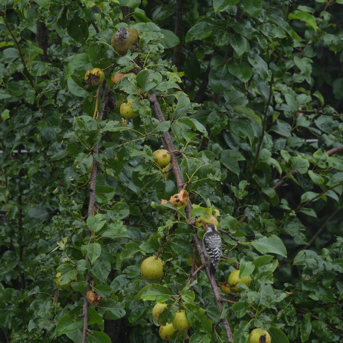 heart_podcast's tweet photo. Unusual #pair on the #peartree #Woodspecker
#ScalybelliedWoodpecker #BrownFrontedWoodpecker
#BirdBehaviour #BirdsSeenIn2025 #birds #Birder #IndiAves #BirdsofUttarakhand #HeartofConservationPodcast #StoriesFromTheWild #HimalayanFeathers https://t.co/qYY02q73Nf