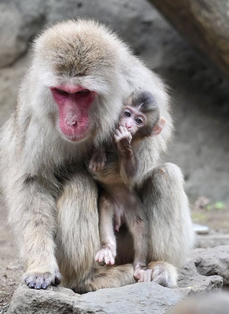 「ぼくコナ。よろしくね🤎」
お名前決定‼︎🎊
良いお名前つけてもらったね！

 #ズーラシア #ZOORASIA #よこはま動物園ズーラシア #ニホンザル #Japanesemacaque #57番なのでコナ #リオネルbaby #コナ