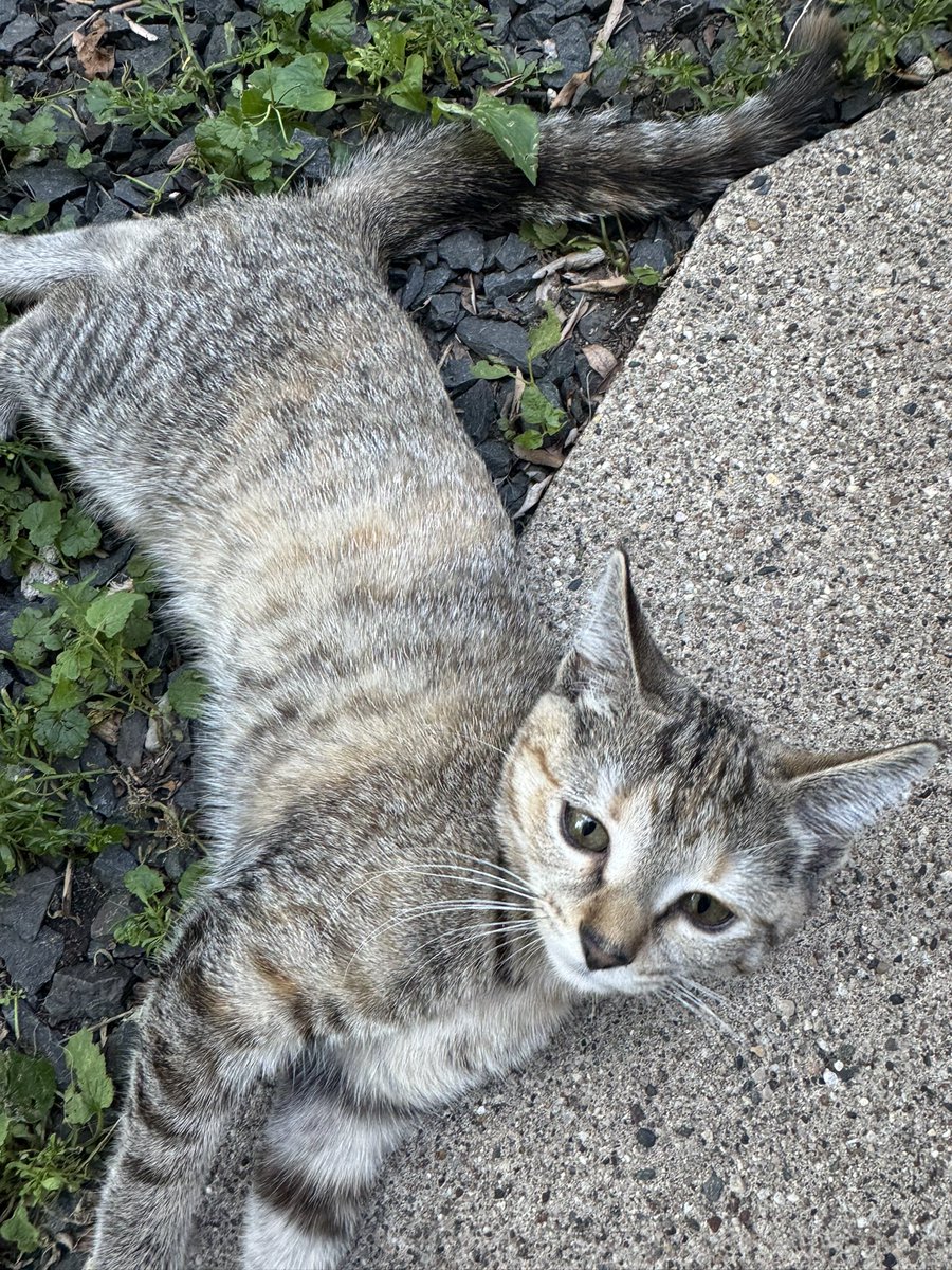 _AudreyKennedy's tweet image. Anyone in the Wedge missing — or want — a kitten? Couple months old at most, he (I think) has been hanging out in a front yard on Dupont Ave S for a couple days now yelling his head off. Super sweet and cuddly, seems healthy, no collar or chip that I could feel!